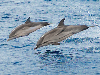 experience inoubliable avec Nage à proximité des dauphins